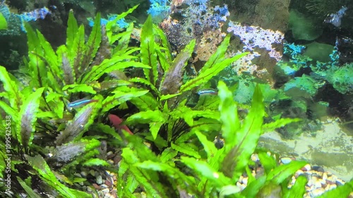 beautiful aquarium with green plants and stones.	