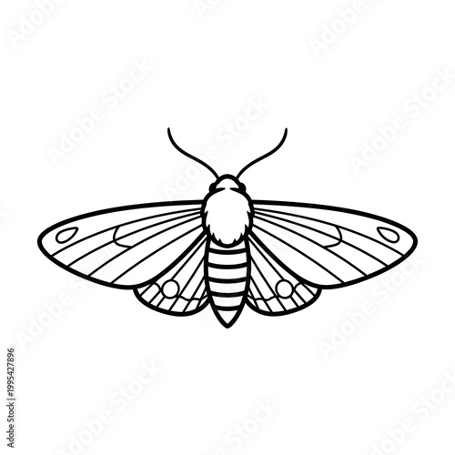 Moth vector illustration minimalist black line art on white background
