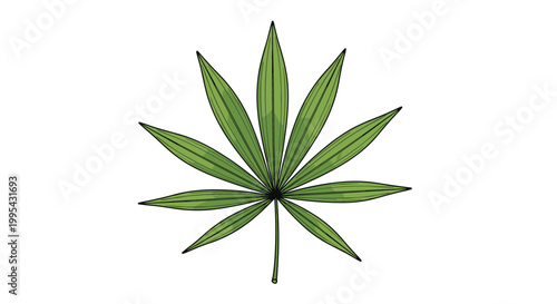 Detailed botanical illustration of a single green cannabis sativa leaf with serrated edges isolated on a white background for legal use.