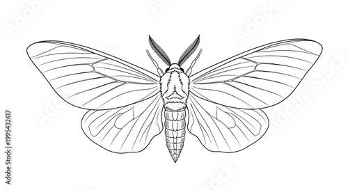 Scientific botanical style line drawing of a moth with large spread wings and feathered antennae showing fine anatomical details.