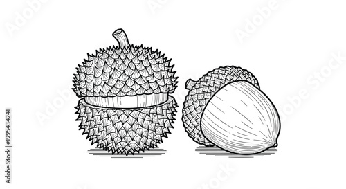Hand drawn line art illustration of a spiky durian fruit and a smooth acorn side by side isolated on a white background for contrast.