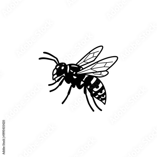 Wasp or hornet insect vector illustration in black and white