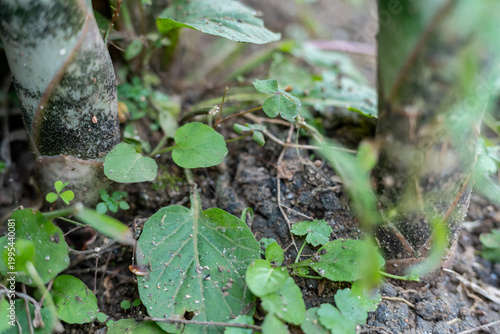 Thick patterned plant stalks emerging from soil surrounded by weeds