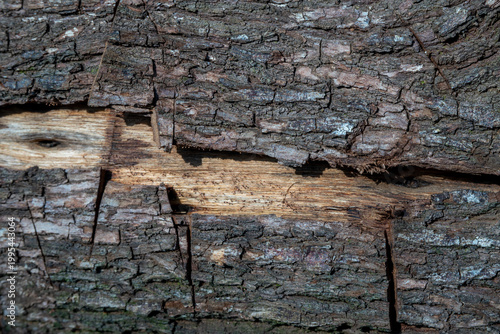 Rough dark tree bark with a section missing revealing inner wood