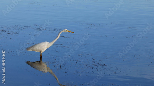 Obraz na plátně Great Egret Standing in Blue Water with Reflection in Nambucca Australia