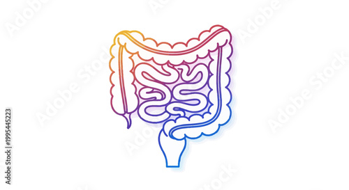 Human Digestive System Anatomy Illustration - Intestines and Colon