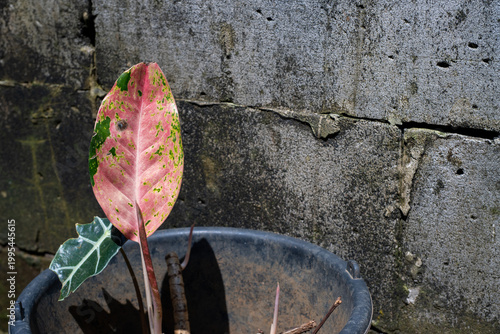 Pink and green speckled leaf growing in a black plastic bucket