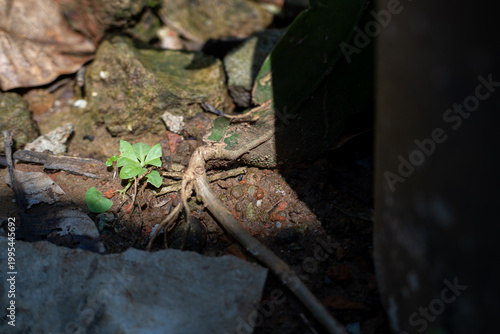 Tiny green seedling growing in dirt with rocks and debris
