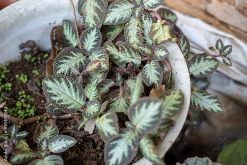 Patterned green and brown leaves growing in a broken white pot