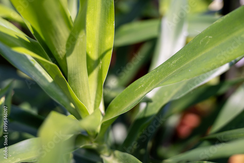 Close up of smooth long green leaves in sunlight