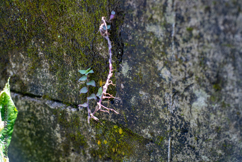 Small plant growing from a crack in a mossy concrete wall