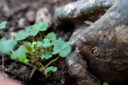 Small green clover leaves growing beside a thick textured root