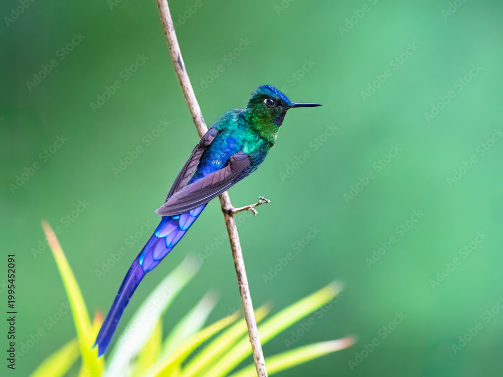 Fototapeta premium Violet-tailed Sylph Hummingbird Perched on Branch in Lush Green Habitat