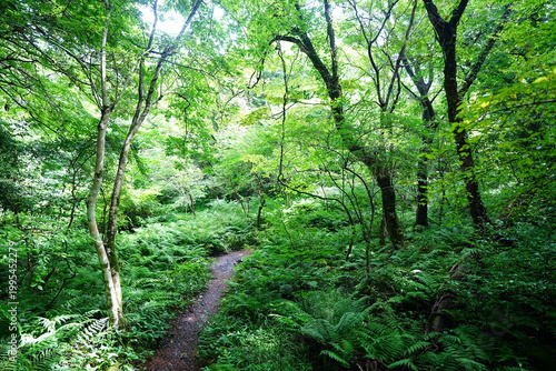 fine summer forest and path in the gleaming sunlight