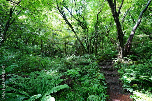 dense summer forest and fine pathway