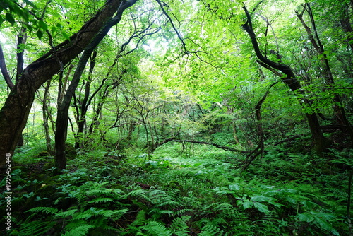 primeval forest with ferns and old trees