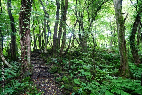 fine summer path through old trees