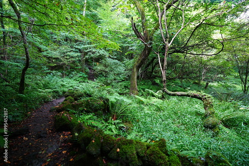 dense summer forest and fine pathway