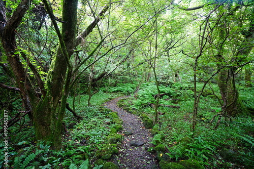 fine summer path through old trees