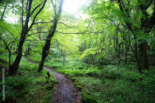fine summer forest and path in the gleaming sunlight