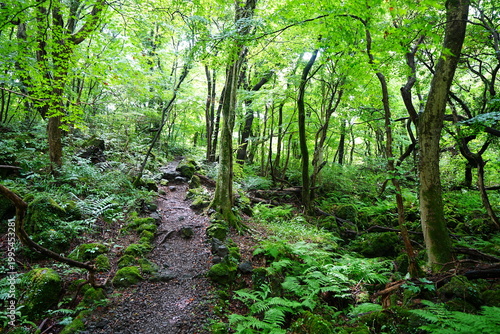 fine summer forest and path in the gleaming sunlight