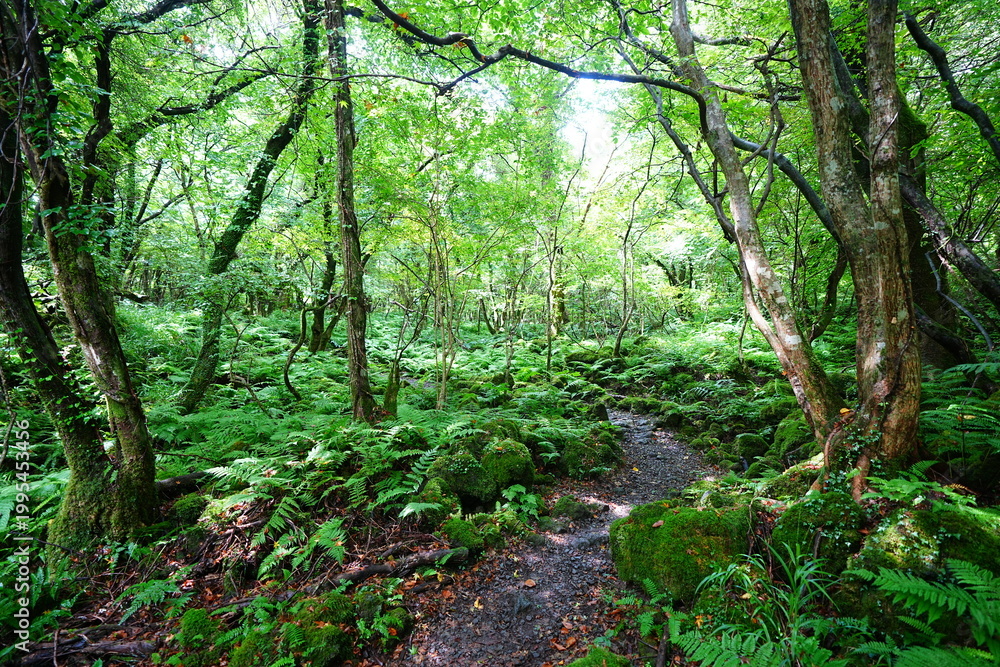 Obraz premium fine summer forest and path in the gleaming sunlight