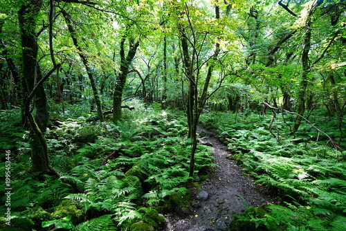 fine summer forest and path in the gleaming sunlight