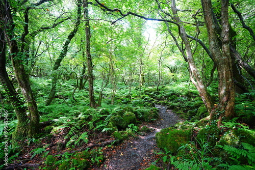 fine summer forest and path in the gleaming sunlight
