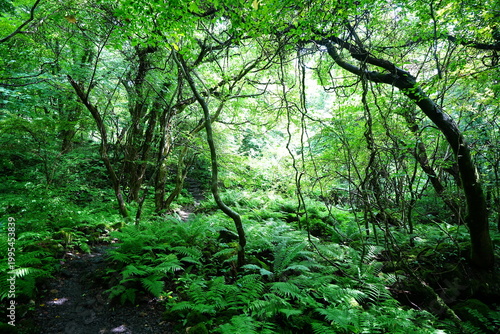 fine summer forest and path in the gleaming sunlight