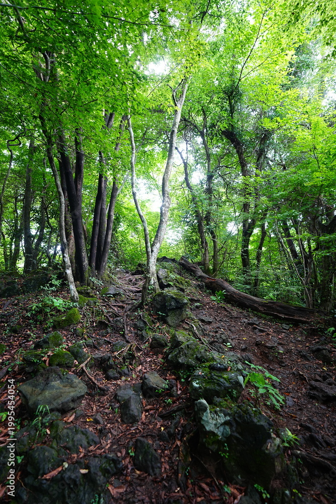 Fototapeta premium dense summer forest and fine pathway