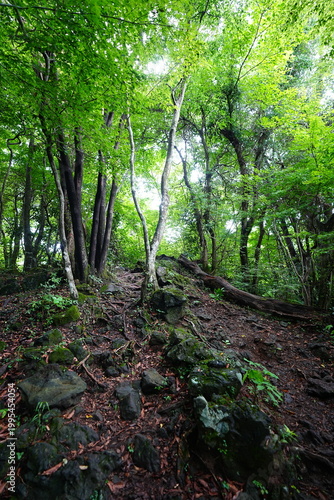 dense summer forest and fine pathway