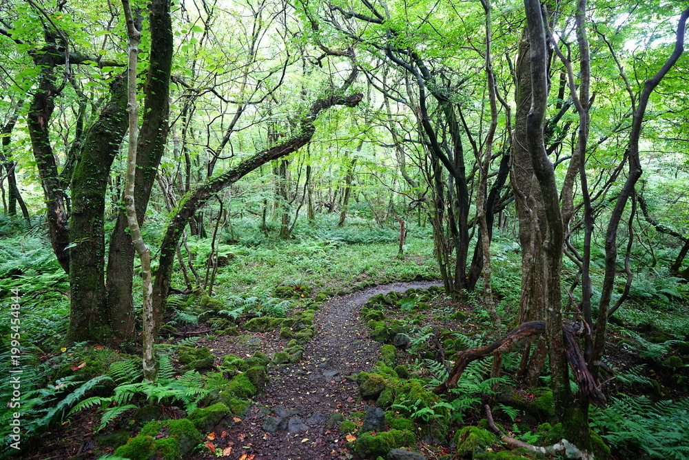 Fototapeta premium fine summer path through old trees