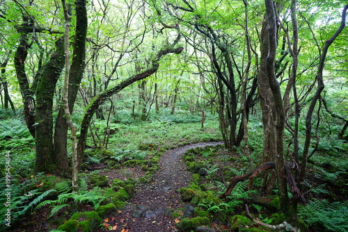 fine summer path through old trees