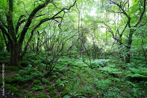 primeval forest with ferns and old trees