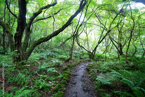 fine summer path through old trees