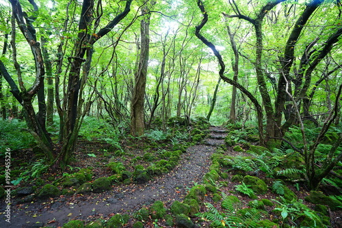 fine summer path through old trees
