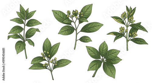 Green Botanical Herb and Plant Branch Collection with Leaves and Buds for Natural, Herbal, and Organic Medicine Illustration Designs