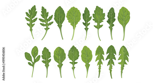 Fresh Green Arugula and Rocket Leaf Collection Set with Various Shapes and Sizes for Food, Salad, and Healthy Nutrition Designs