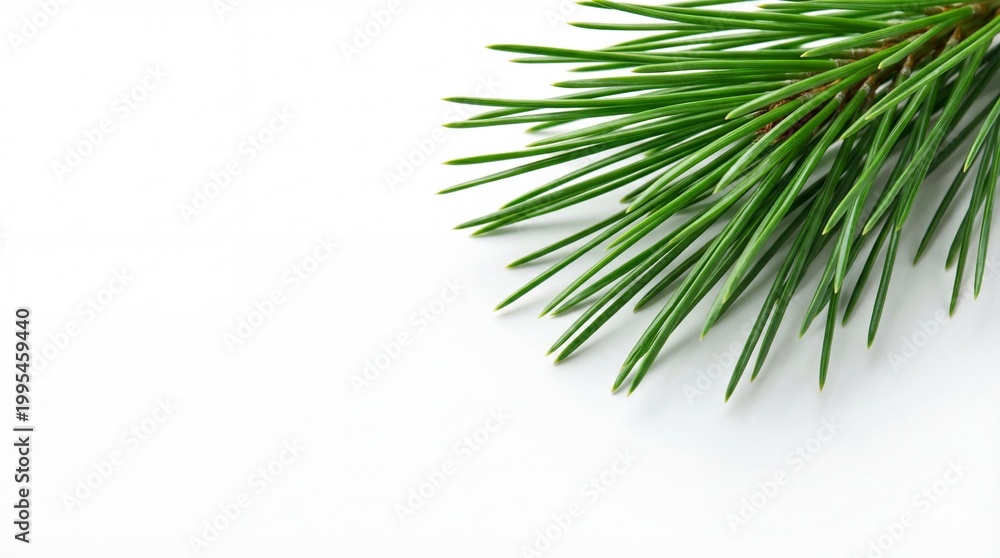 Fototapeta premium Fresh green pine branch isolated on white background for seasonal decor
