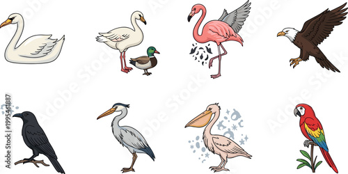 Bird illustration set with swan flamingo eagle pelican heron crow parrot detailed flat vector wildlife collection