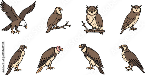 Bird of prey illustration set featuring eagle owl vulture hawk in detailed flat vector wildlife style collection