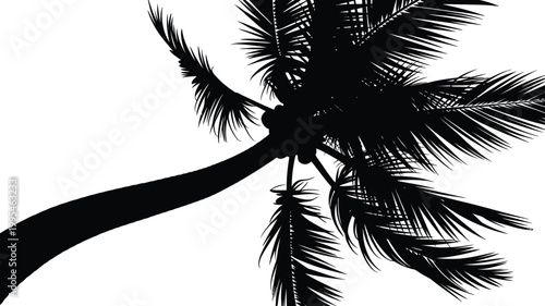 Tropical Silhouette of a Tall Coconut Palm Tree Against White