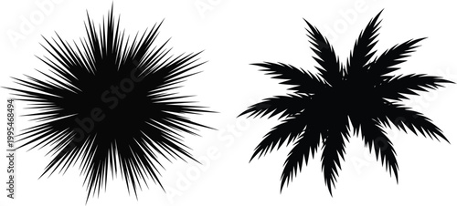 Black silhouette of a starburst and palm fronds on white background, explosion radial sharp spiky