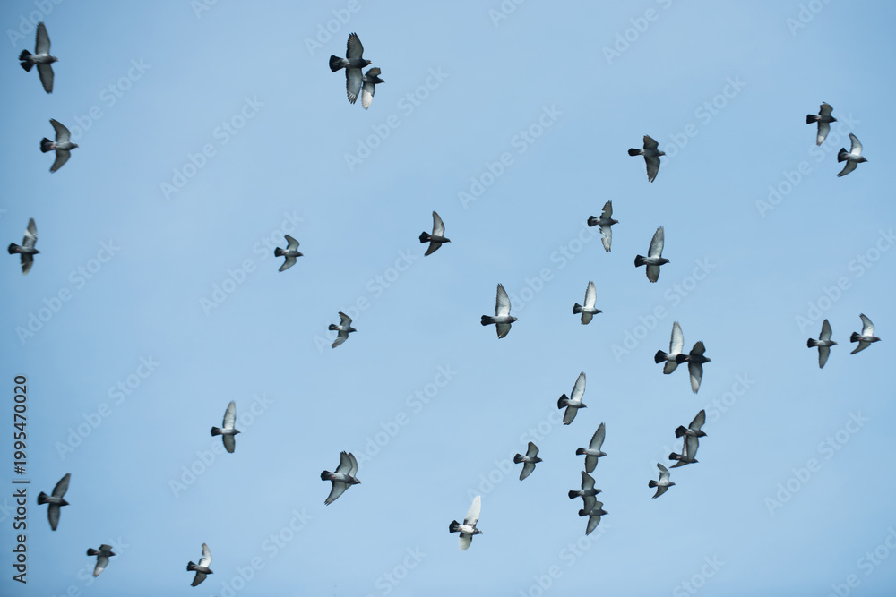 Obraz premium Pigeons fly together as they cross the blue sky. Pigeons move freely as they form a flying flock. Pigeons spread wings as they glide in air. Pigeons rise higher as they follow each other.