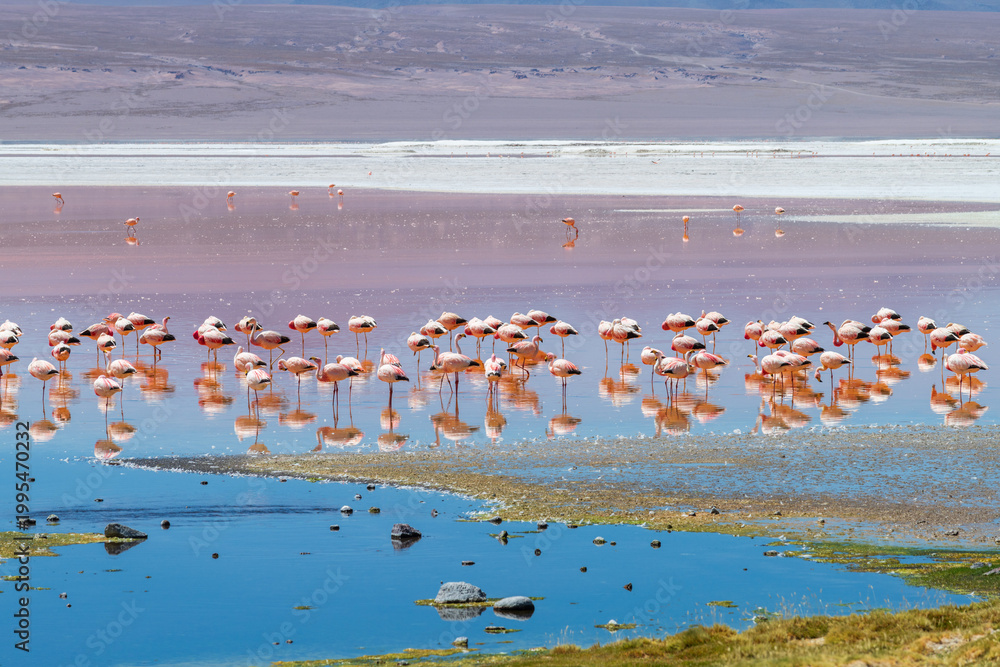 Naklejka premium Peaceful flock of pink flamingos at colorful Laguna Colorada in Bolivia