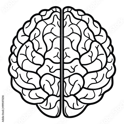 Top view human brain hemispheres with detailed neural pathways in a clean graphic style