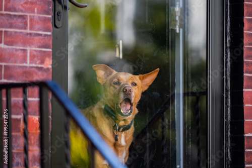 Foto Dog portrait through reflective glass surface