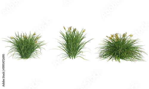 Bild auf Leinwand Hemerocallis everydaylily Cream png alpha chanel set