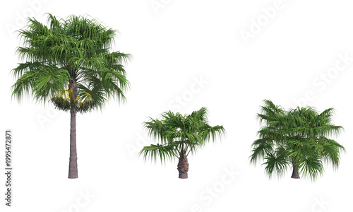 Bild auf Leinwand Livistona chinensis png alpha chanel set