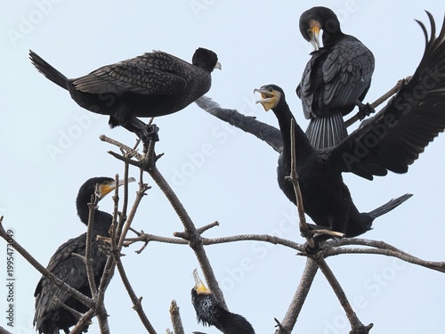 Quadro su tela cormorant on a branch